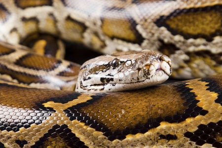 From Predator to Prey: Identifying Non-native Python Species using NIR Reflection